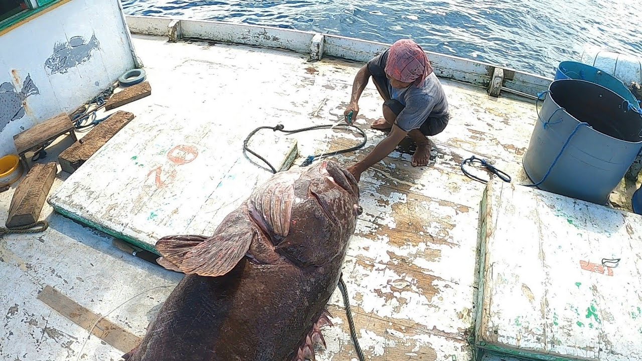 AMAZING!! KERAPU INI BESARNYA SUDAH MELEBIHI 1 ORANG DEWASA!!