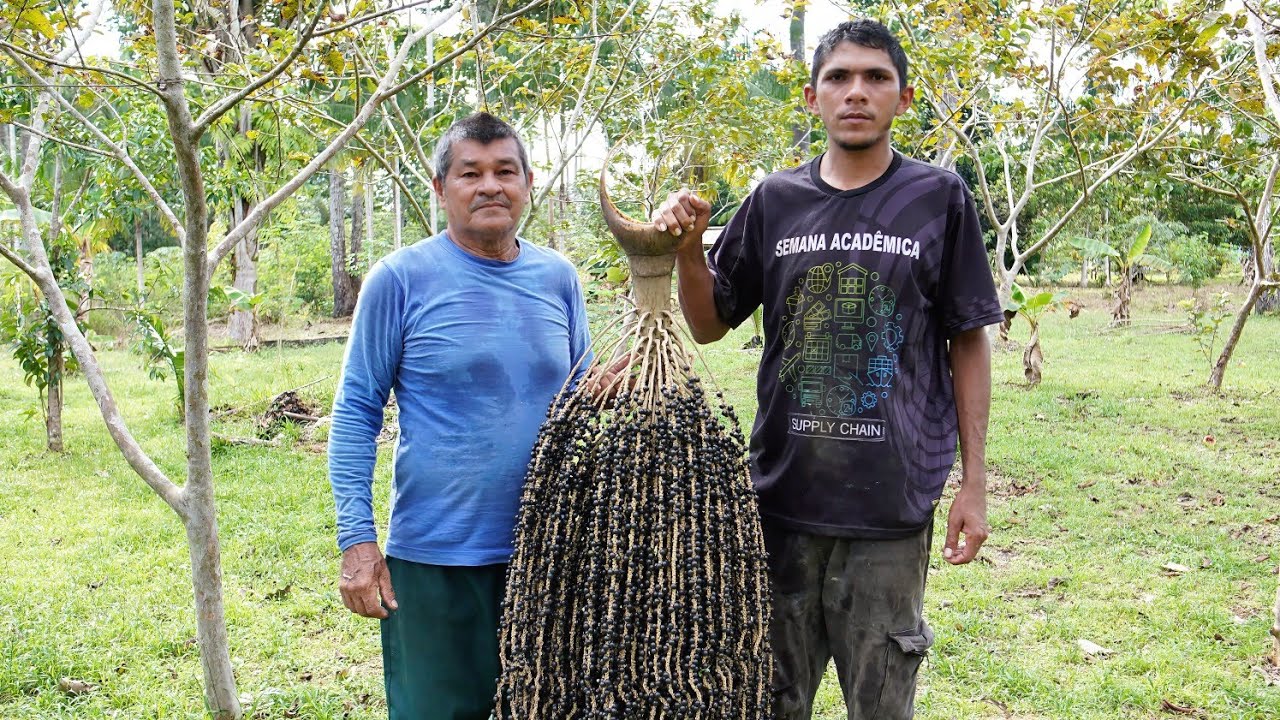 Fizemos o fruto mais saboroso da regi&atilde;o  norte do Brasil : o a&ccedil;a&iacute; 