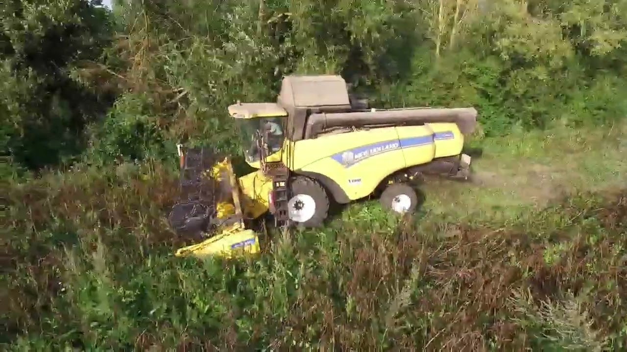 Moisson de féverole 2024