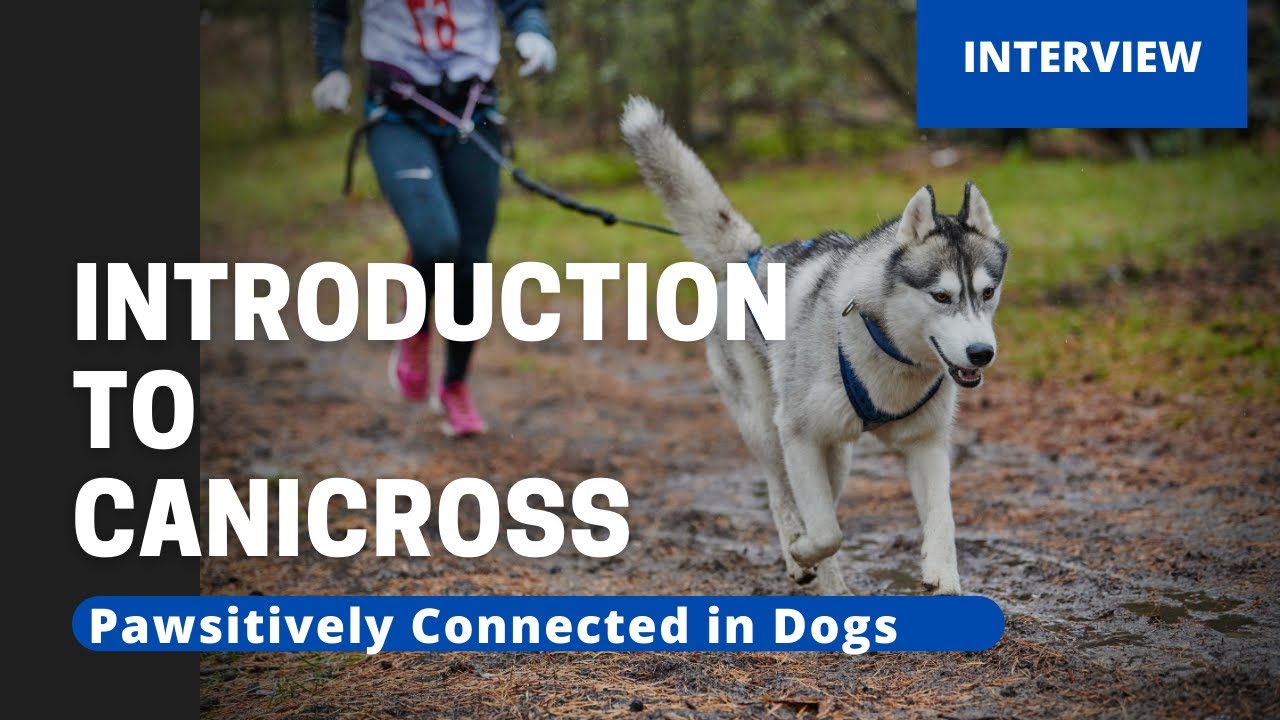 Introduction to Canicross: A Dog-Powered Sport