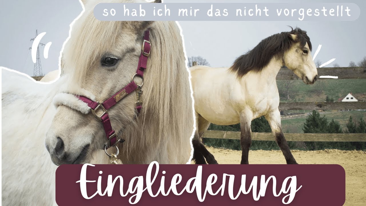 Ísabella lernt meine Pferde kennen
