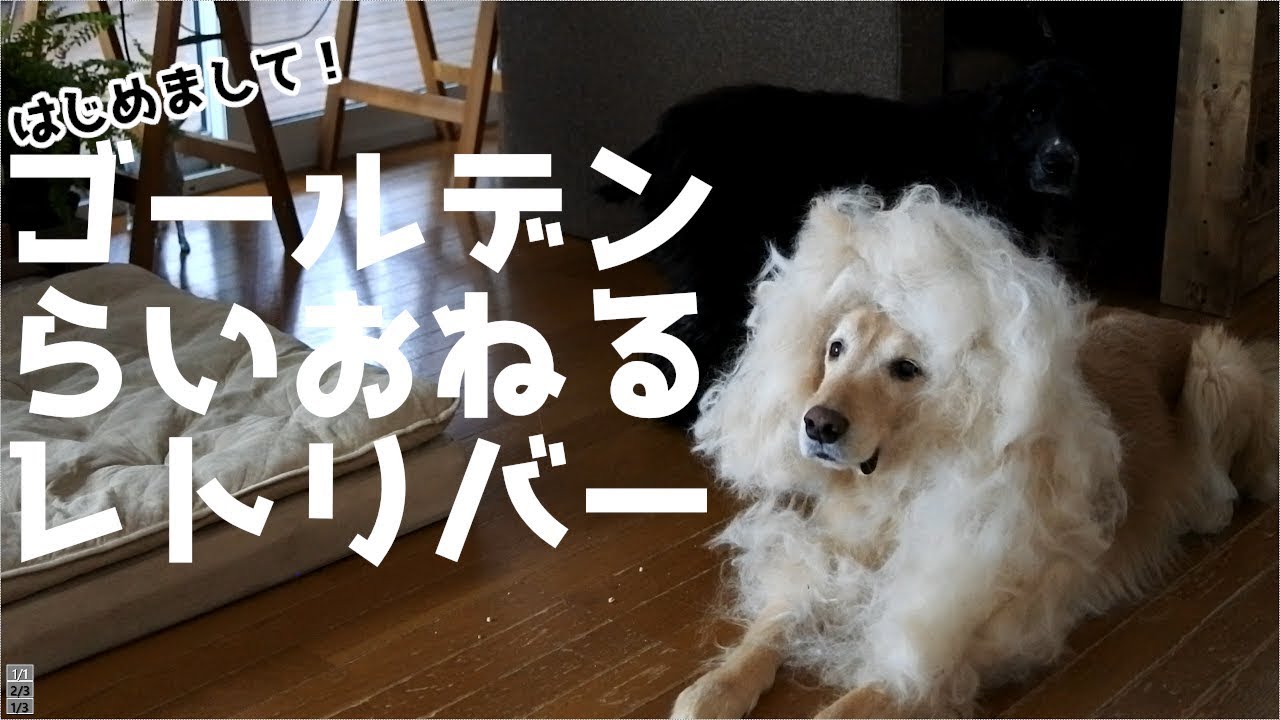 ゴールデンレトリバーを本気でブラッシングしてみたら