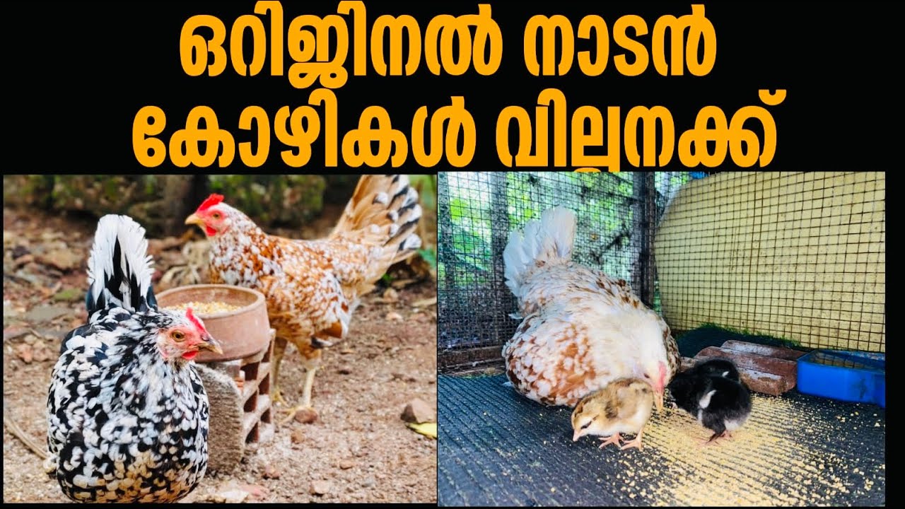 ഒറിജിനൽ നാടൻ കോഴികള്‍ വില്പനക്ക്  original nadan kozhi for sale
