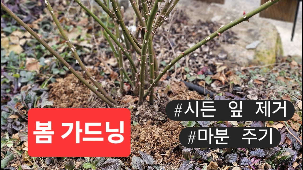 봄 가드닝 - 장미시든 잎 제거 & 마분 거름주기 #장미병든잎제거 #마분거름 #2월가드닝