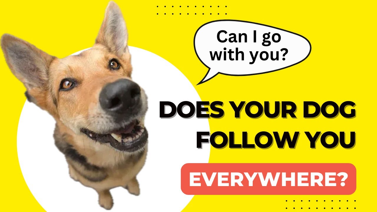 Your Dog Is Always By Your Side? Here’s Why!