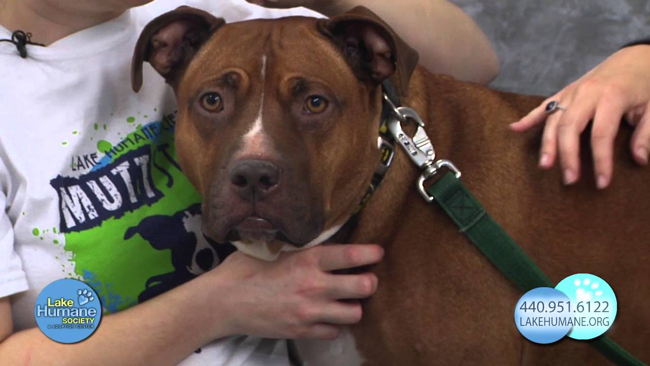 Adopt A Pet - March 2016 Featured Pets