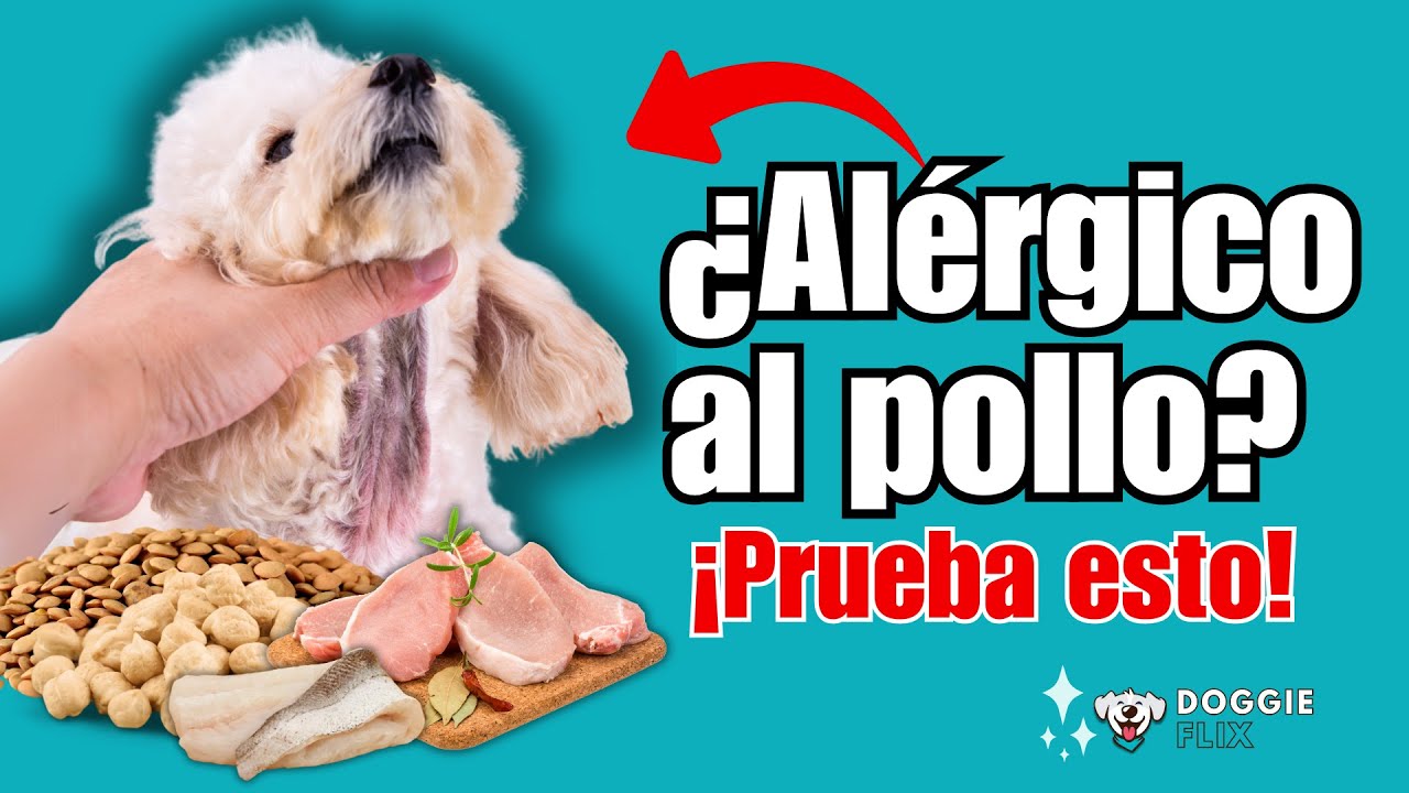 Las Mejores proteínas para perros con alergia al pollo