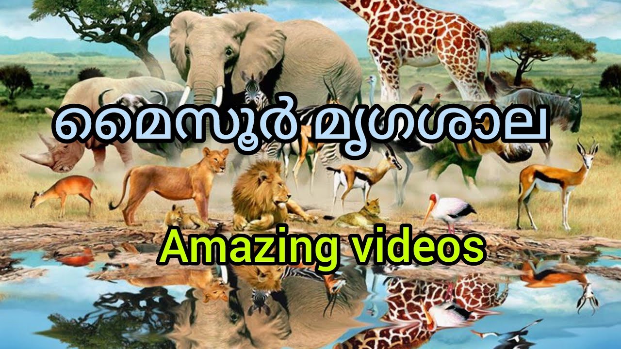 മൈസൂർ മൃഗശാലയിലേക്ക്  ഒരു adaar യാത്ര 👌👌👍travel to mysore zoo