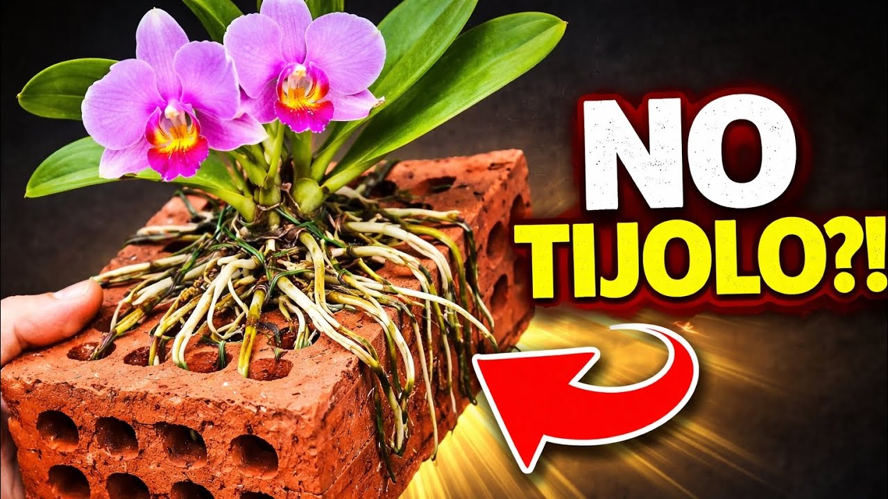 PLANTEI CATTLEYA EM UM TIJOLO… OLHA ISSO!!!