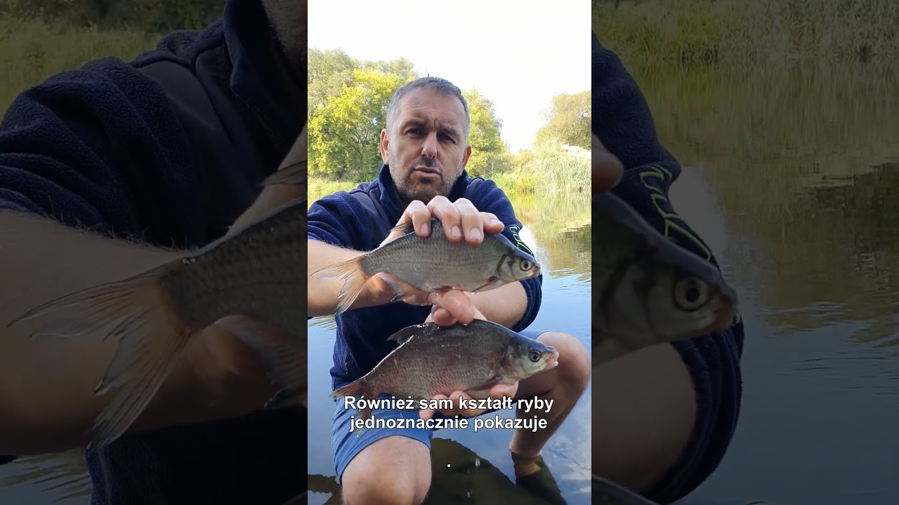 Jak odr&oacute;żnić krąpia od leszcza