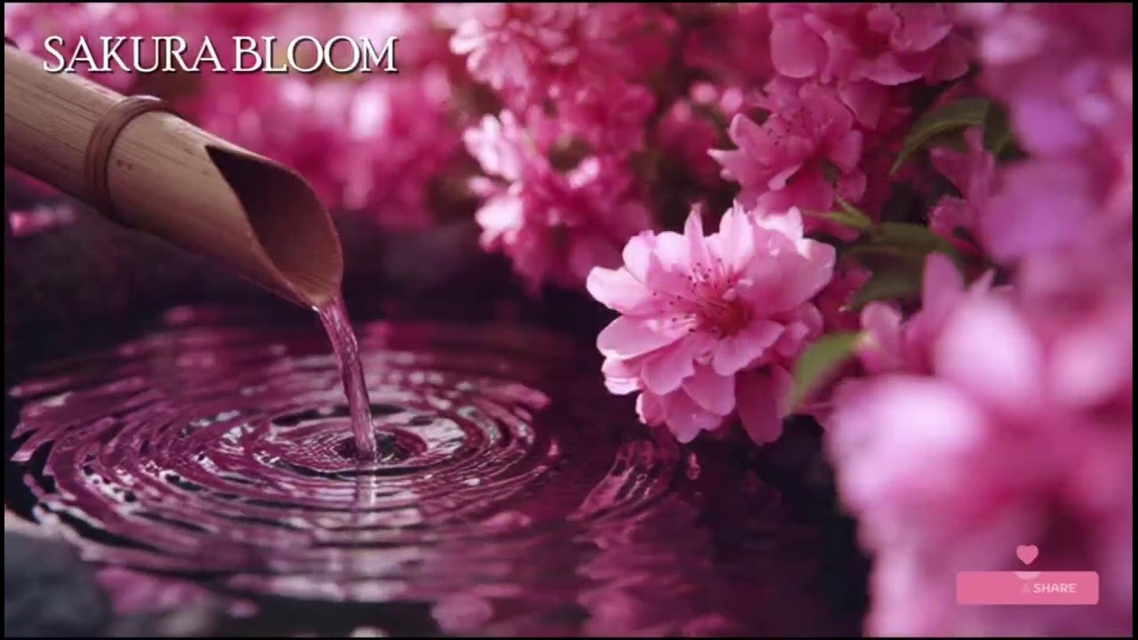 🔴 夜桜の夢 – 癒しのローファイビートと日本の雰囲気
