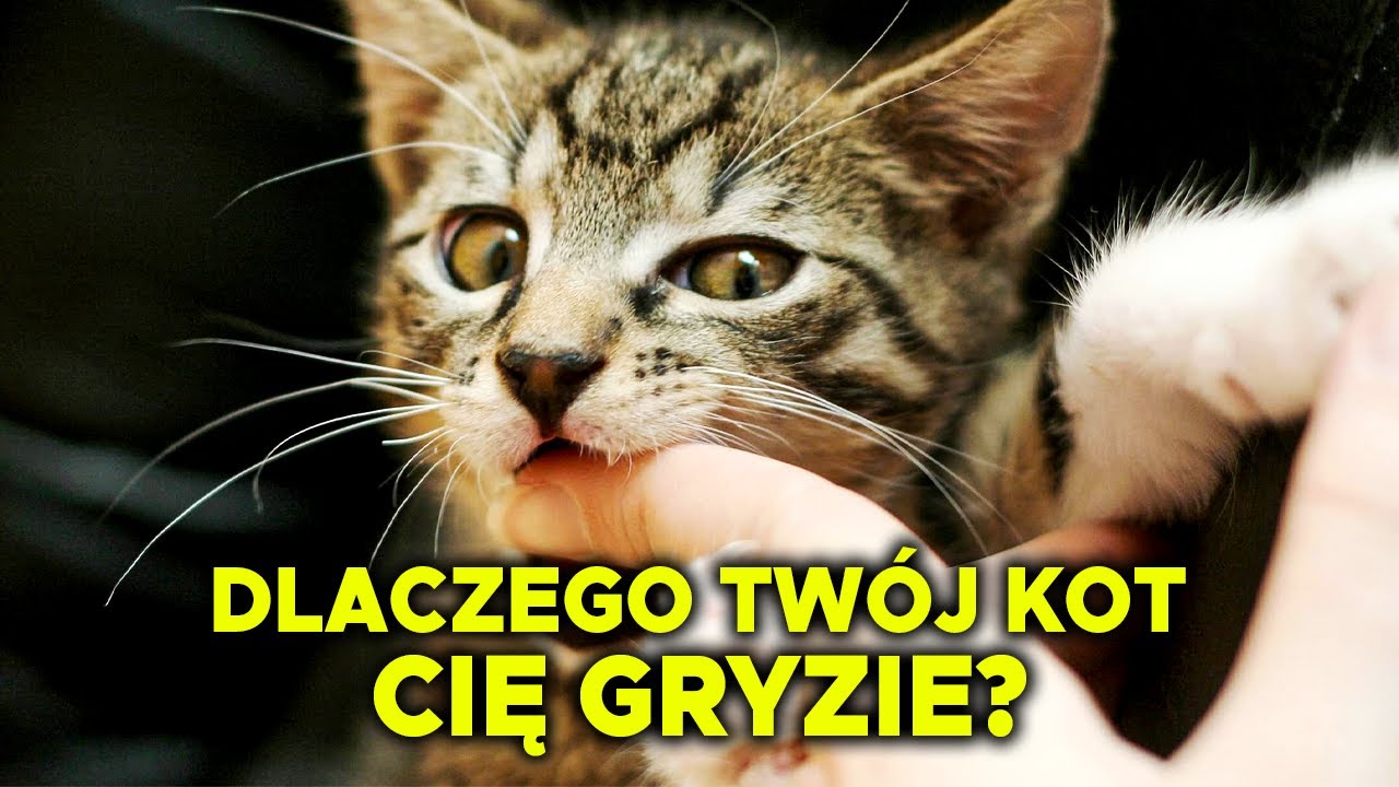 Czemu Twój kot Cię gryzie?