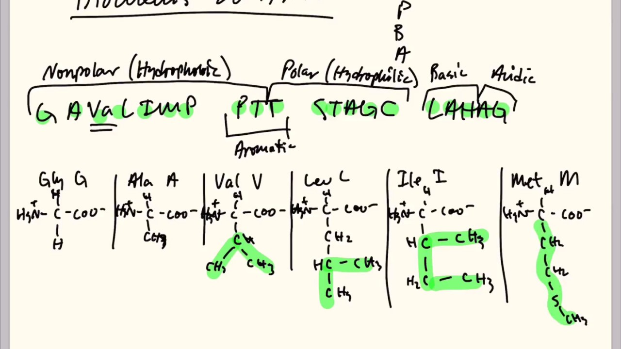 Memorize the 20 Amino Acids - Easiest Method!