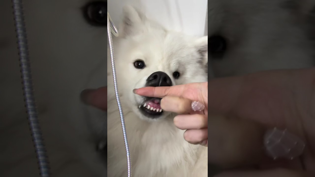 #funny  #funnyvideos #fyp #pov #foryoupage #fypシ #foryou#ytb