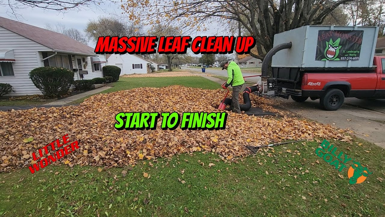 START to FINISH - MASSIVE LEAF CLEAN - ALL OF THESE CAME FROM THIS PROPERTY!