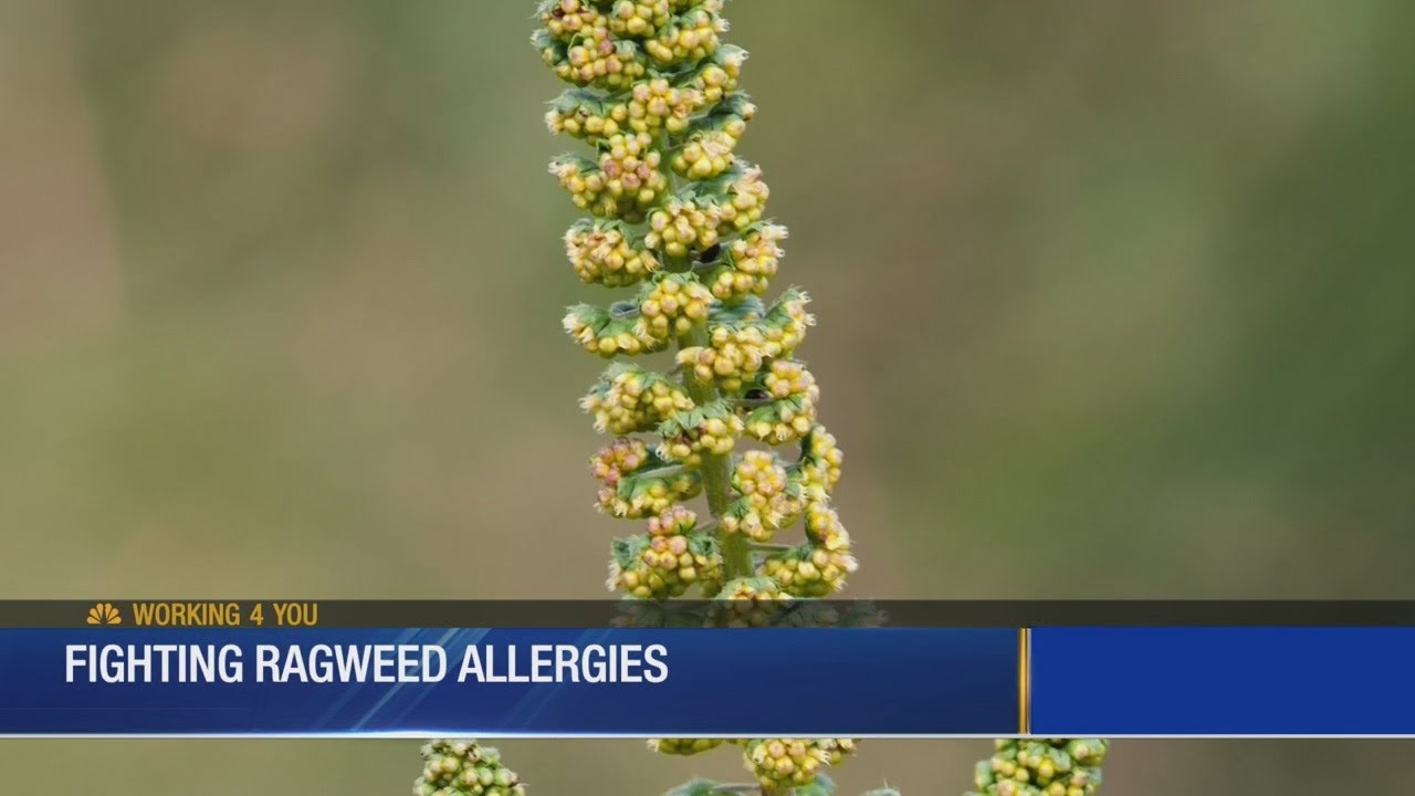 Fighting Ragweed Allergies