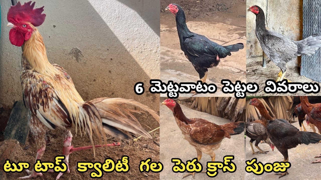 టూ టాప్ క్వాలిటీ గల 6 పెట్టలు పెరు క్రాస్ పుంజు||6303507138||Bhimavaram Line Pettalu||Peru Punju||
