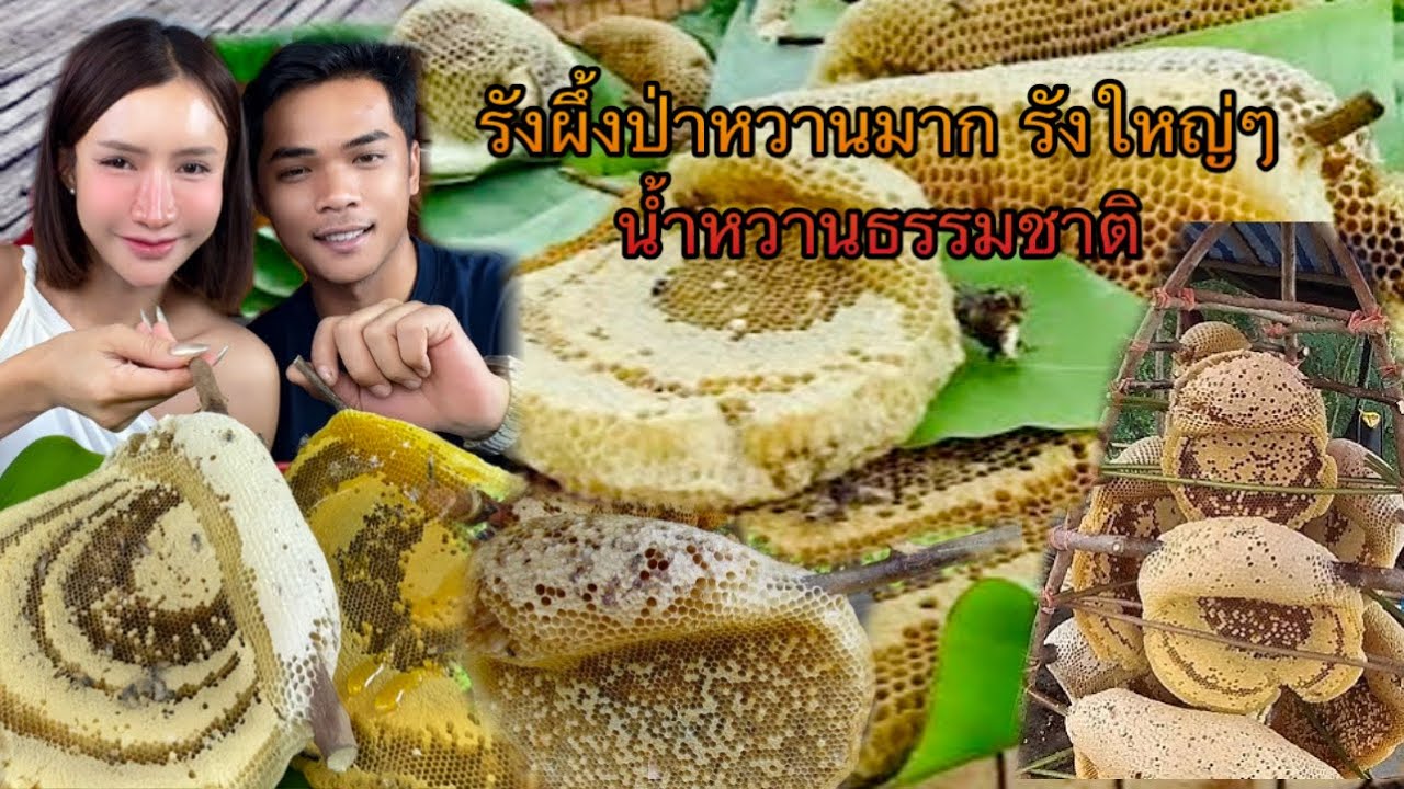 รังผึ้งป่าหวานมาก รังใหญ่ๆ น้ำหวานธรรมชาติ 