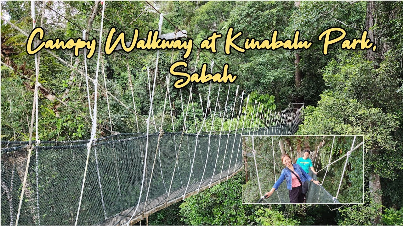 🇲🇾沙巴神山公园树顶吊桥 | Poring Canopy Walkway at Kinabalu Park, Sabah