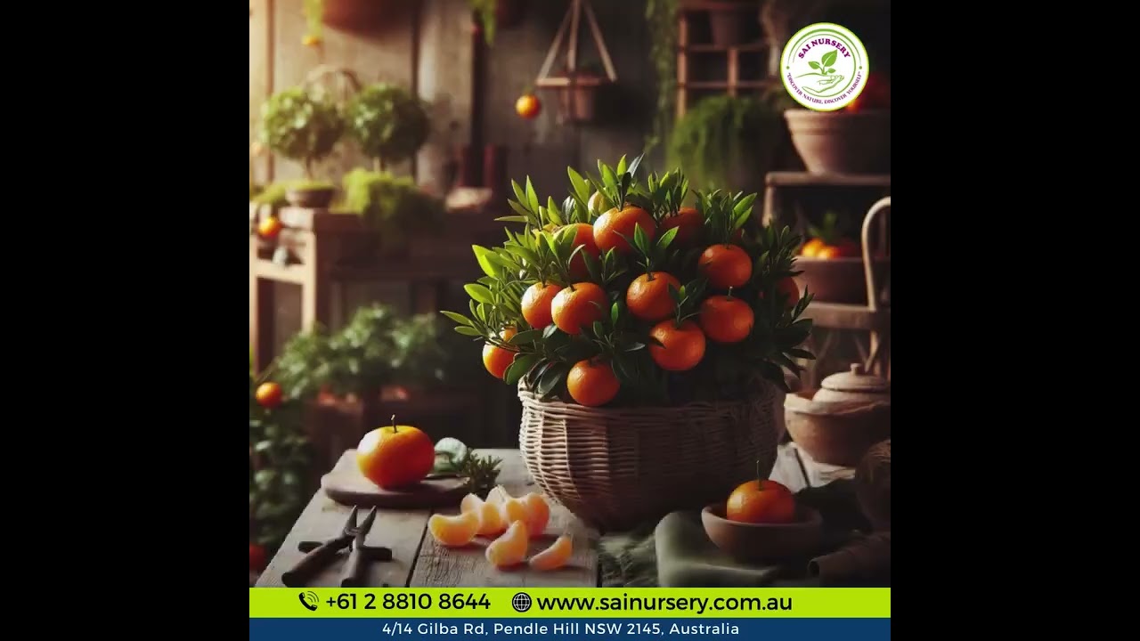 Discover the Sweetness of Ponkanomi Mandarins! 🍊
