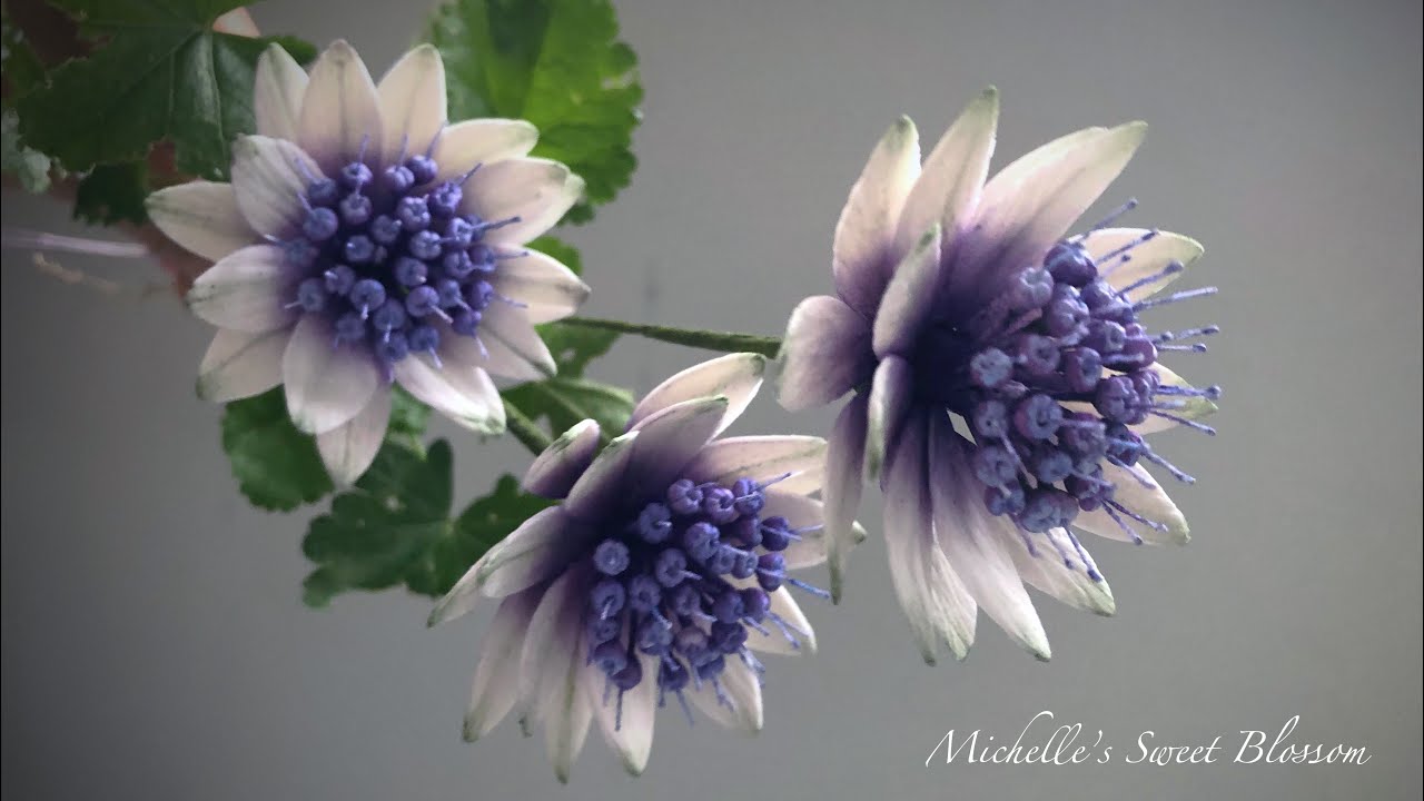 Sugar Astrantia Tutorials
