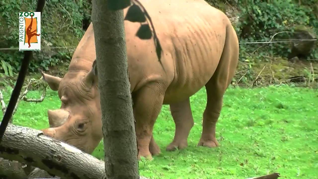 Paignton Zoo near Torquay, Devon
