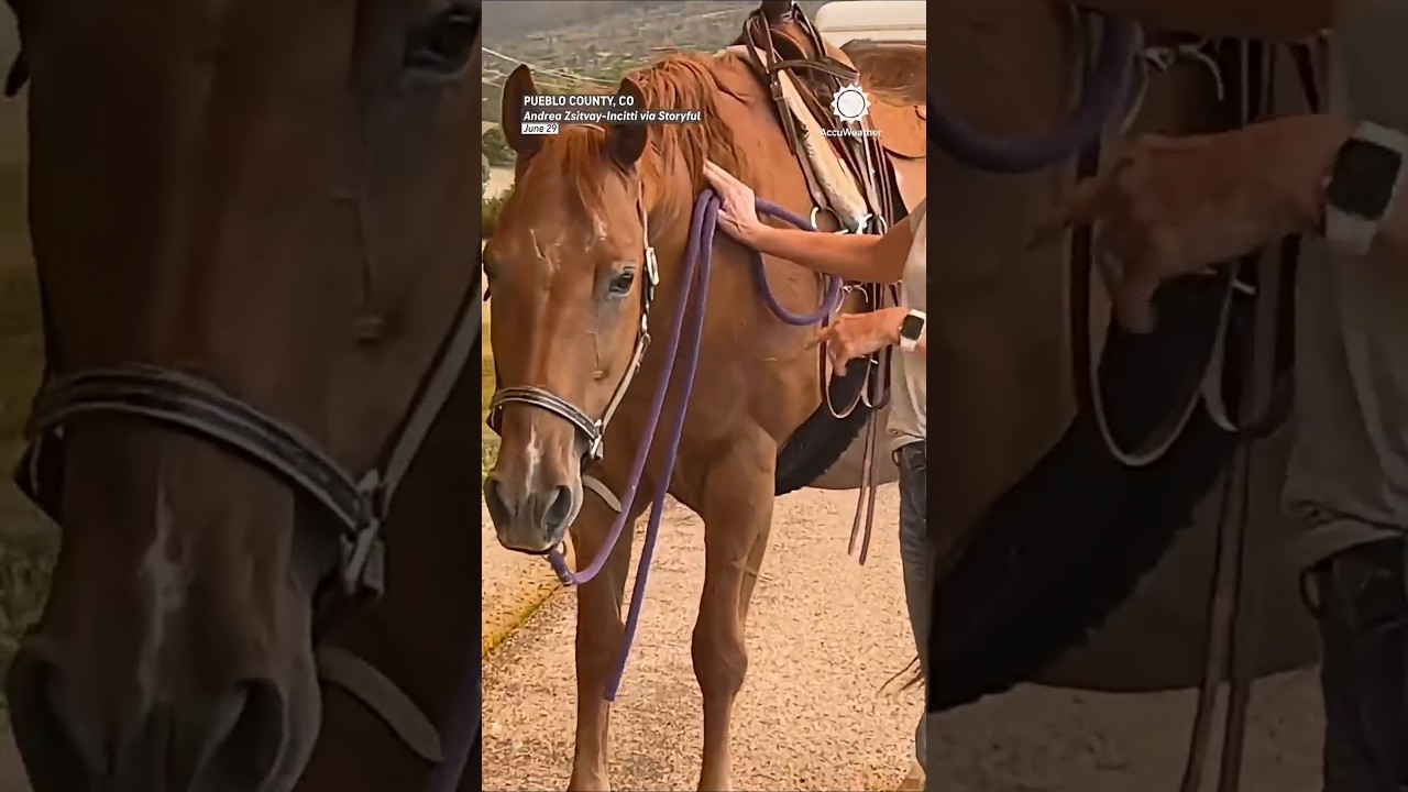 Therapy horses evacuated during Colorado wildfire chaos
