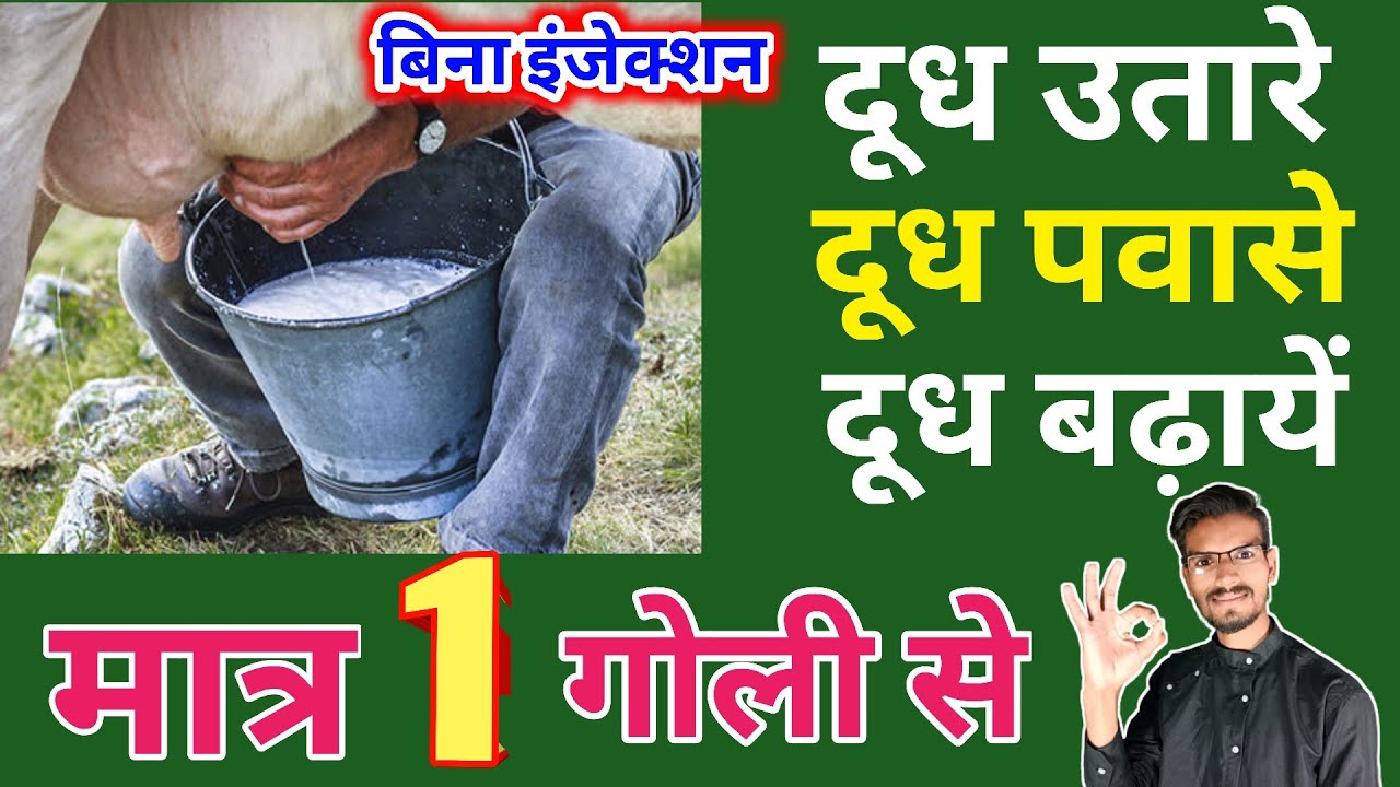 गाय भैंस का दूध उतारने/पवासने/बढा़ने का गजब तरीका |gay bhains pavsane ka tarika | dudh kaise badhaye