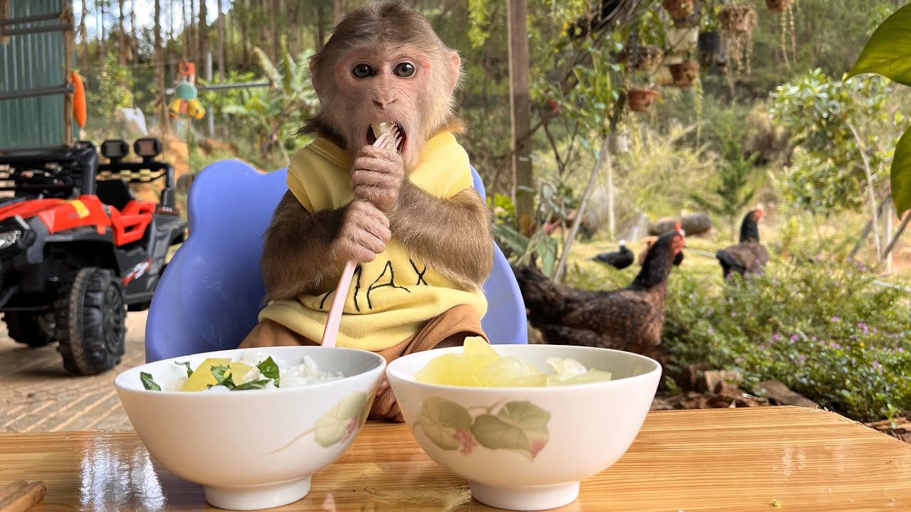 Do you want enjoy special soup with smart monkey Max?