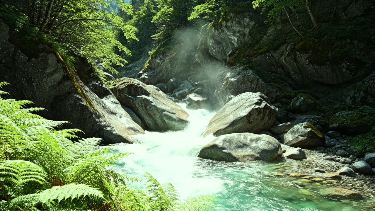 Calm Forest River Flowing with Beautiful Bird Sounds,Relax and Calm Yourself,ASMR#01