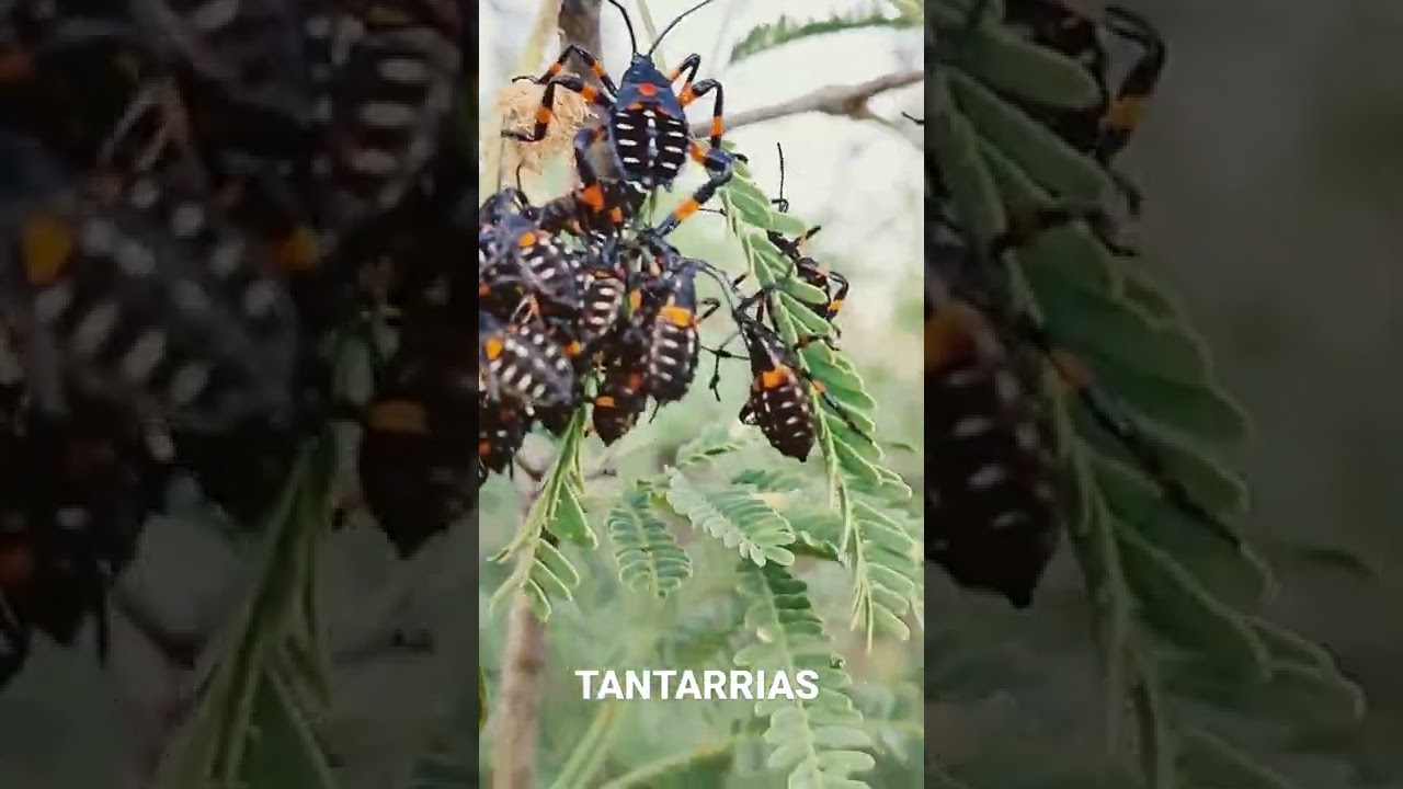 Xamues o tantarrias, comida de los Dioses, en el semidesierto Queretano.