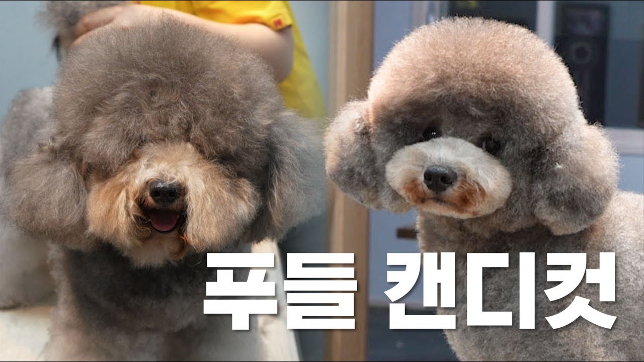 ✂️ 체형이 돋보이는 푸들 캔디컷 전신가위컷 변신!