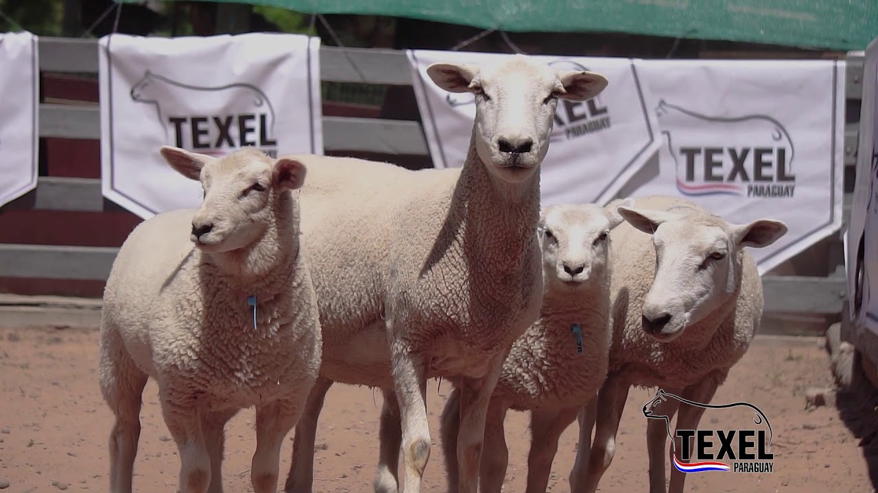 DOCUMENTAL TEXEL
