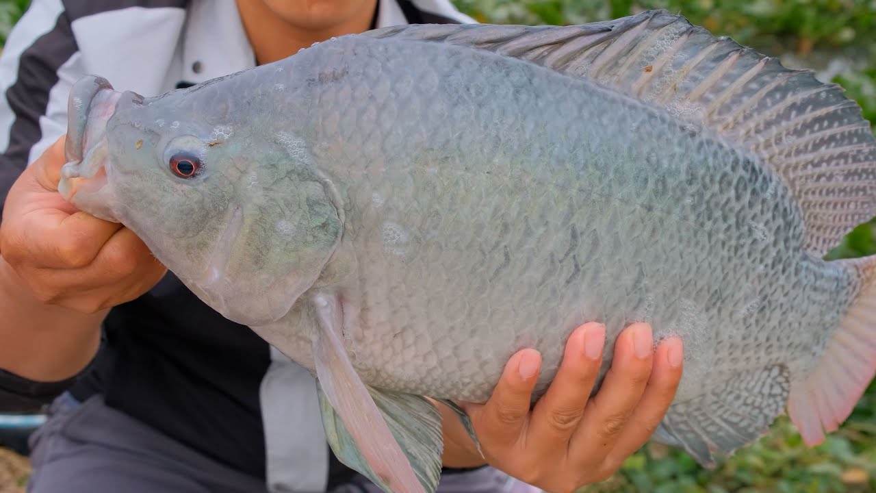 Câu cá rô phi khổng lồ sông tự nhiên