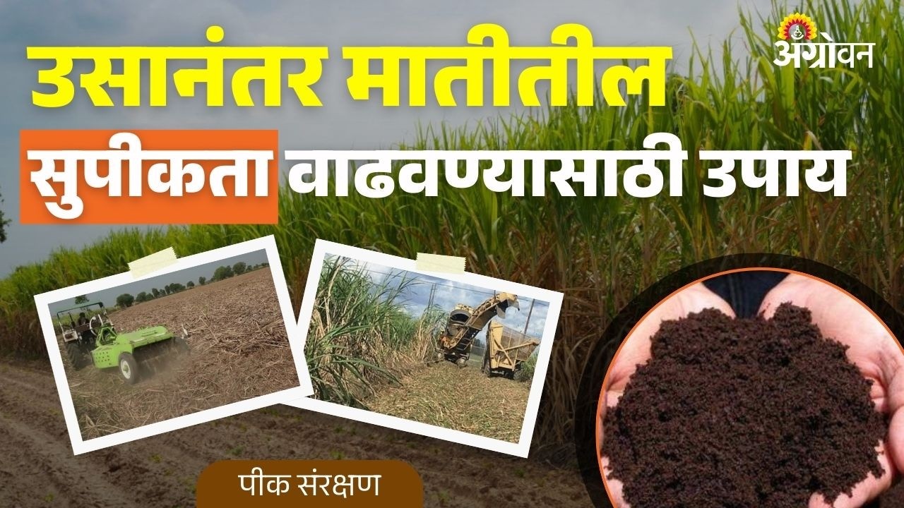 Sugarcane Soil Fertility: ऊस तोडणीनंतर मातीची सुपीकता कशी वाढवावी? | Agrowon