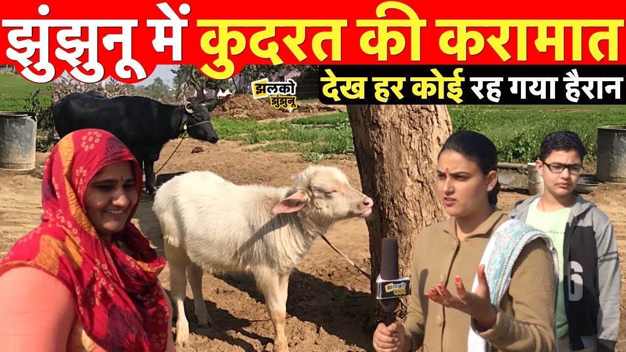 झुंझुनू में कुदरत की करामात, पाडा देखकर पड़ जाओगे हैरत में ~ Jhunjhunu Jhalko