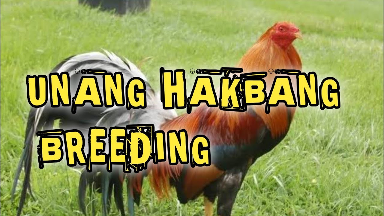 UNANG PUNDASYON SA KAALAMAN | BREEDING