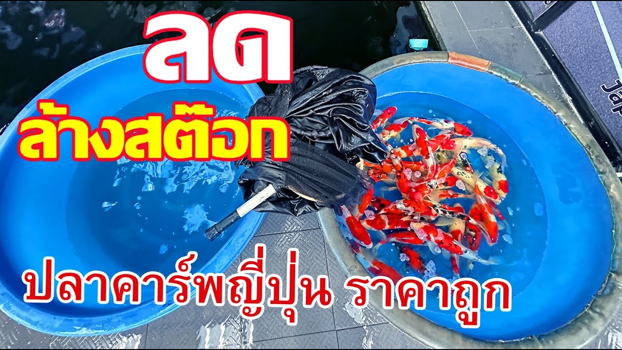 ลด ล้าง สต๊อก ปลาคาร์พญี่ปุ่น ราคาพิเศษ ถูกมาก