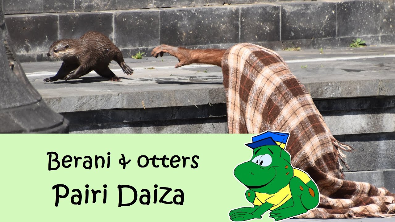 Pairi Daiza, Orang oetan Berani en de otters