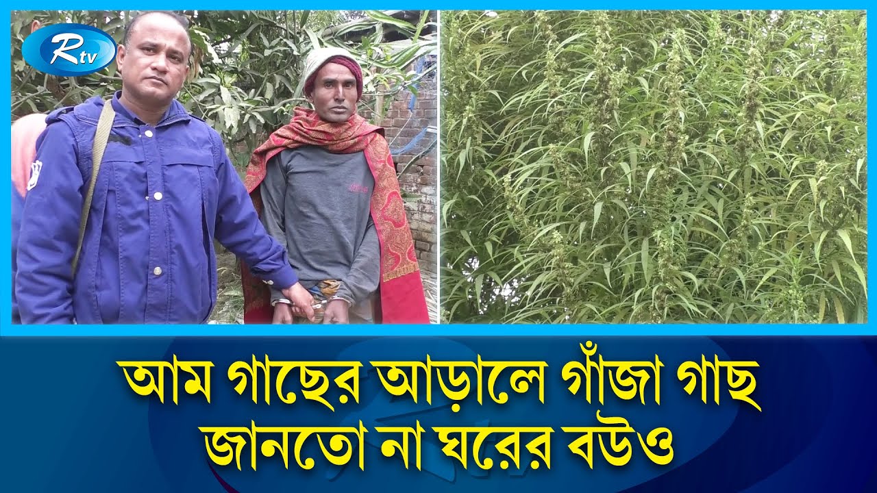 বাড়ির উঠোনে ১৪ ফুট লম্বা গাঁজা গাছ জানতো না ঘরের বউ | Rtv News