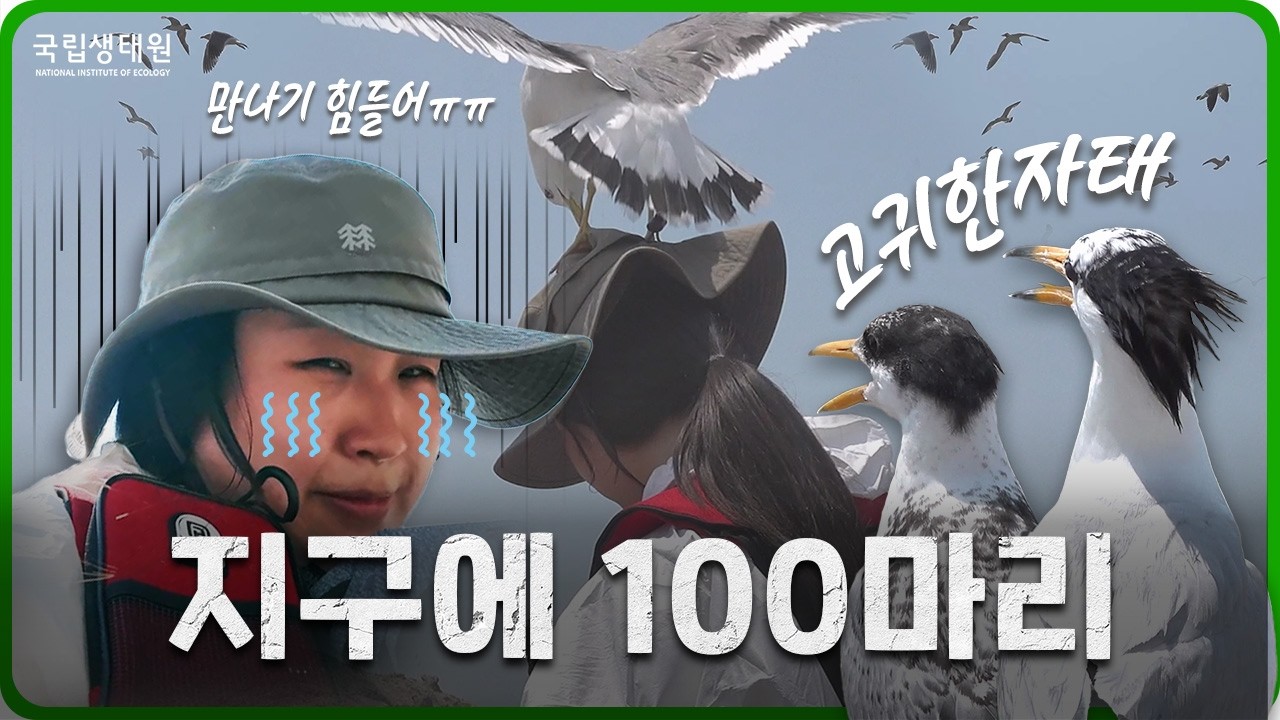 [국립생태원 V-log] 무사히 다녀올 수 있을까? 갈매기의... 습격?! 뿔제비갈매기 만나러 가요 🏃💨