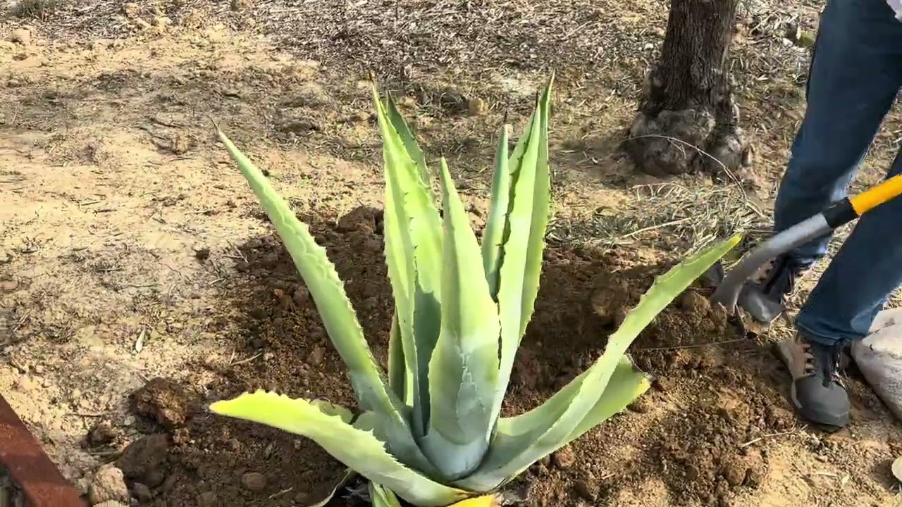 Agavé kiültetése és szaporítása