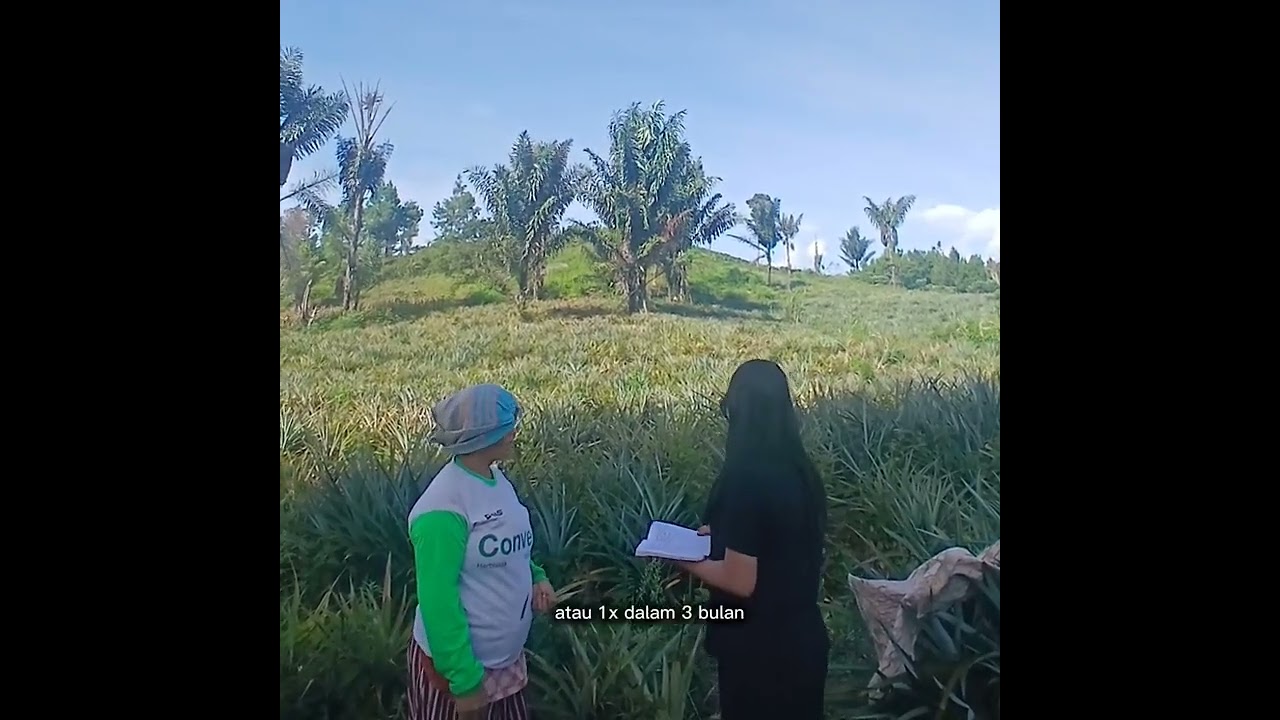 Tugas  Metopel Wawancara  Petani Kebun Nenas   ( Hellena Simanjuntak_036_agribisnis B )