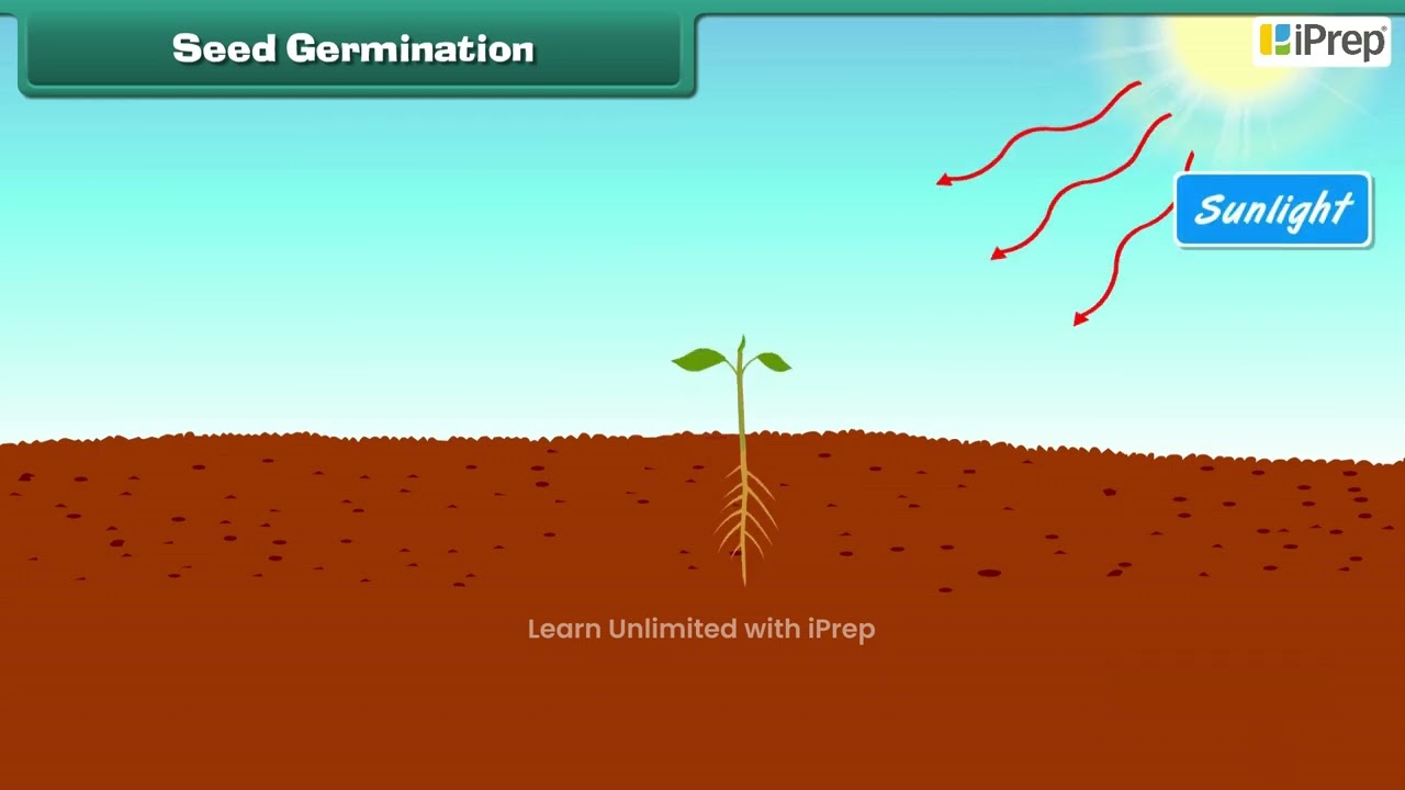 Essential Conditions for Germination of a Seed | Chapter 10 | Science | Class 6 | iPrep