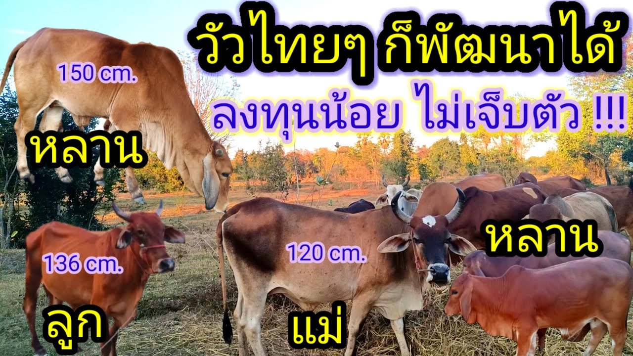วัวไทยๆ ก็พัฒนาได้ ลงทุนน้อย ความเสี่ยงต่ำ #วัวลูกผสม #วัวแม่ลูก #วัวสาว #วัว #วัวฝูง #วัวไทยกลาง