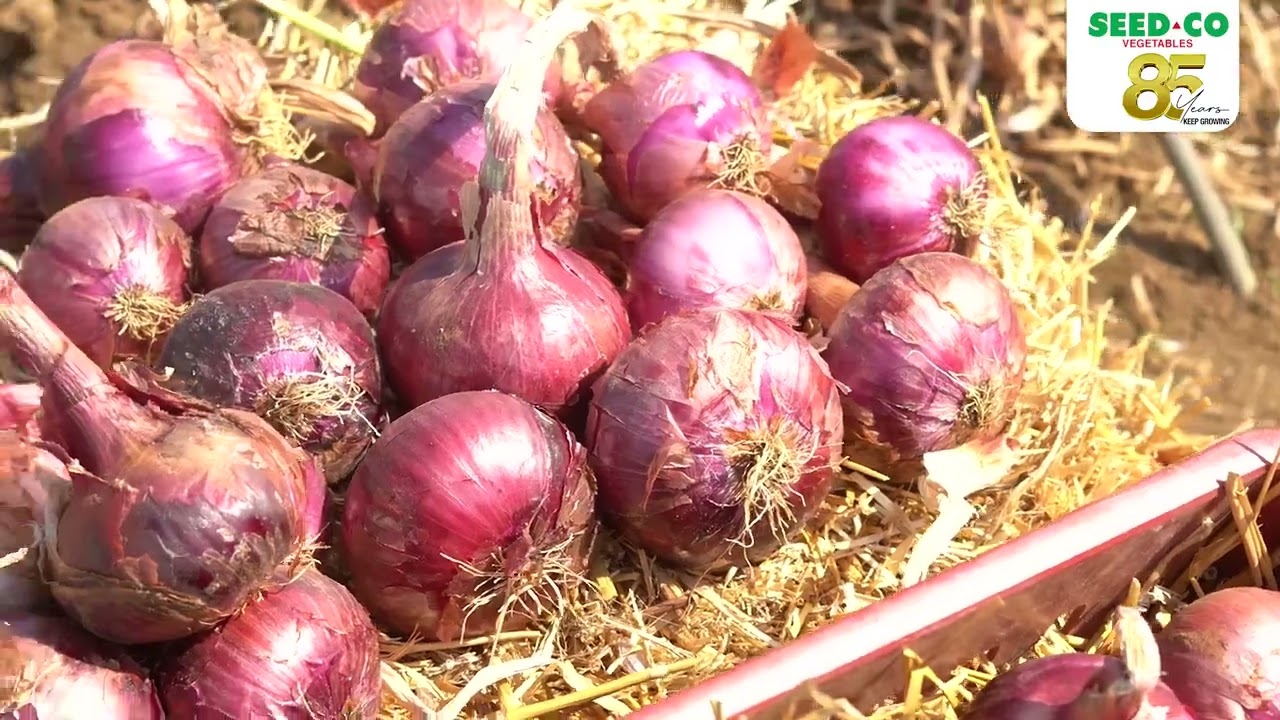 Onion Production Tips