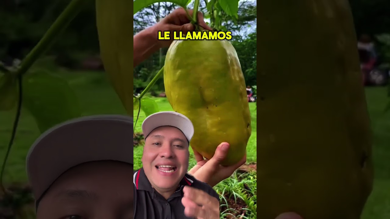 Ya conoc&iacute;as la badea? #trabajodecampo #frutas #campo