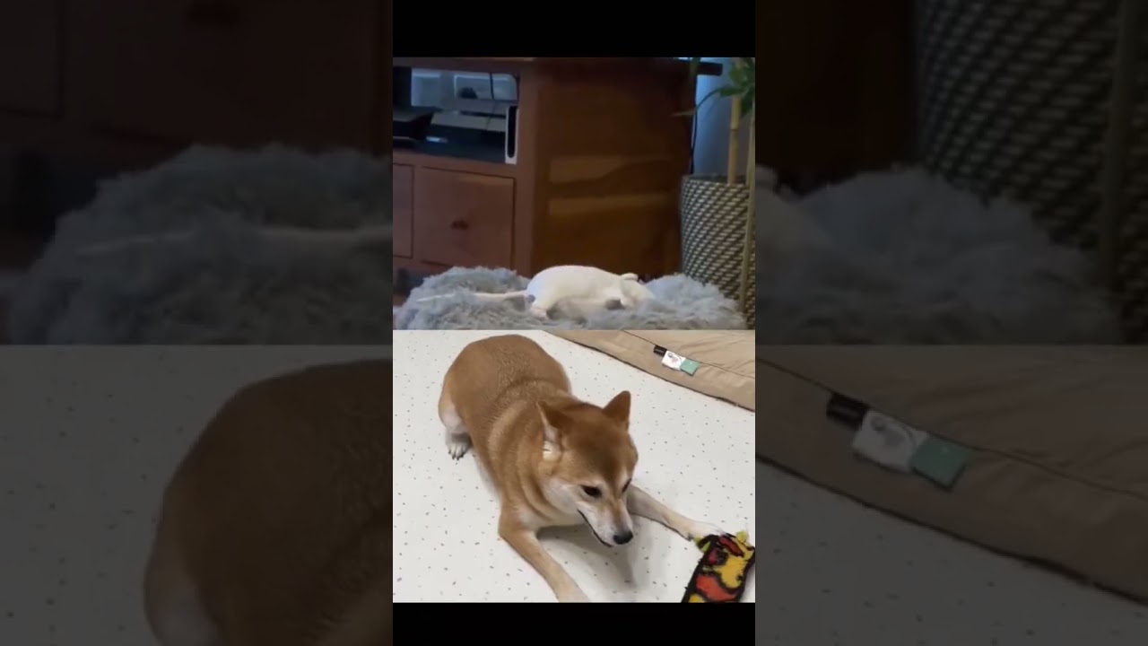After charging😂😂 #funny #cute