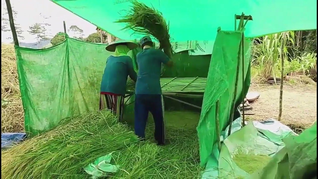 MEMISAHKAN BULIR PADI DARI JERAMI