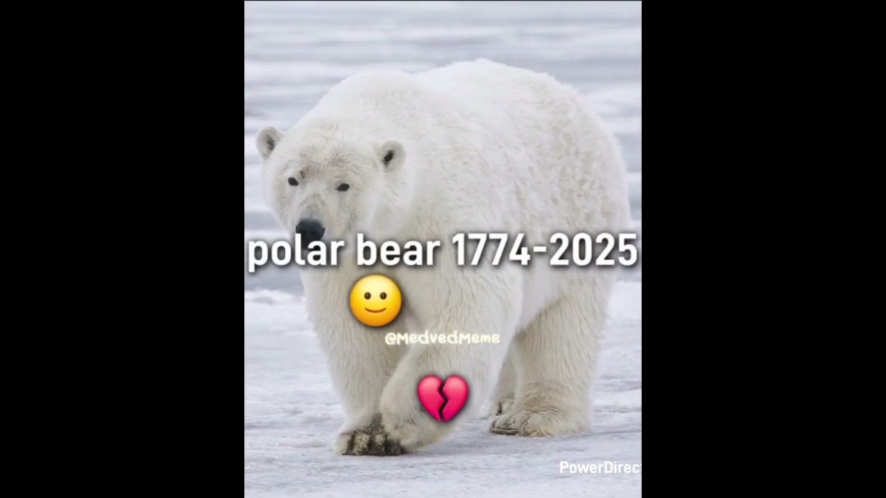 Medved 💀☠️☠️ #2026 #polarbear #memes#skibiditoilet
